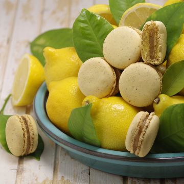 Citron de Menton